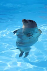プールから顔を出して浮かぶゴマフアザラシ