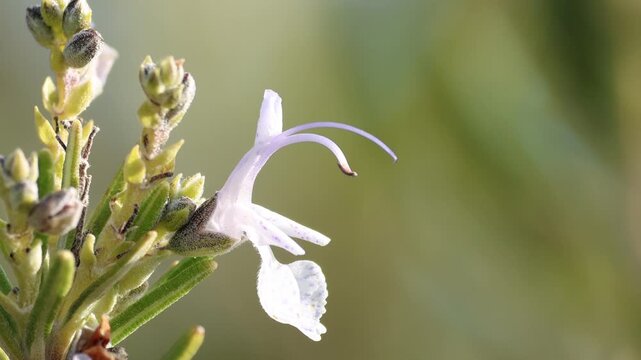 Detalle de flor de romero en el sotobosque ba&ntilde;ada por fuerte luz del sol, Alcoy, Espa&ntilde;a