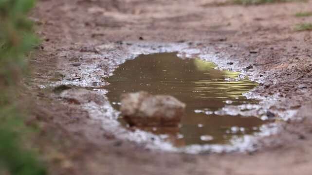 Curruca rabilarga ba&ntilde;&aacute;ndose en charco tras la lluvia en el paraje San Antonio de Alcoy, Espa&ntilde;a