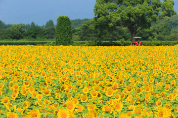 Fototapeta premium Vast Sunflower Field Under Bright Blue Summer Sky