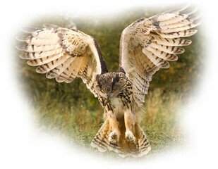 Fototapeta premium Owl T-shirt