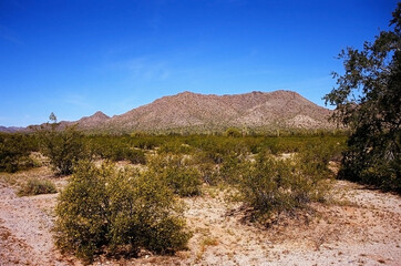 Fototapeta premium Film Image Sonora Desert Arizona