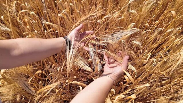 Woman touching fresh wheat on the farm.