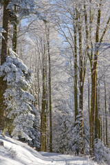 Route de montagne enneig&eacute;e
