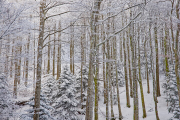 H&ecirc;traie d'altitude