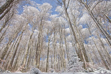 H&ecirc;traie d'altitude