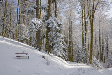 Banc dans la for&ecirc;t