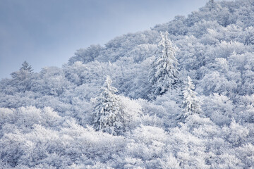 la for&ecirc;t givr&eacute;e
