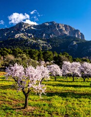 A vibrant scenic view shows blossoming trees in a field below a majestic mountain under a bright blue sky