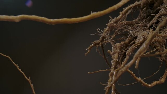 Macro shot of wet plant roots with visible water droplets, showcasing natural texture and organic structure.