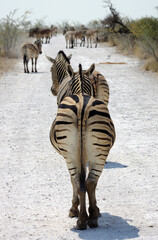 Fototapeta premium zèbres dans le parc national d'Etosha en Namibie