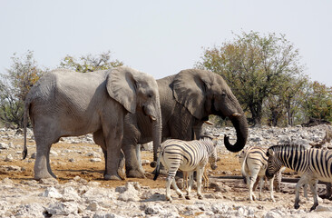 Fototapeta premium Animaux autour d'un point d'eau dans le parc national d'Etosha en Namibie 