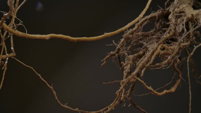 Macro shot of wet plant roots with visible water droplets, showcasing natural texture and organic structure.