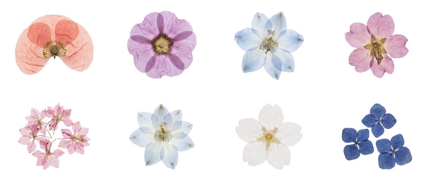 Collection of real pressed flowers in pastel colors, botanical set isolated on transparent background