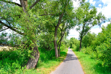 Obraz premium Walking and cycling path running through tree alley. Velo Dunajec cycling road near Nowy Sacz, Poland.