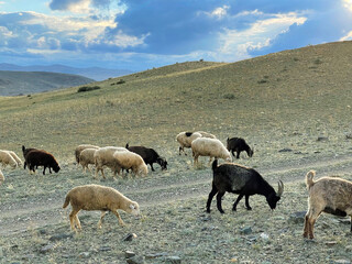 Mountain goat and sheep grazing on a lawn in the mountains in autumn day