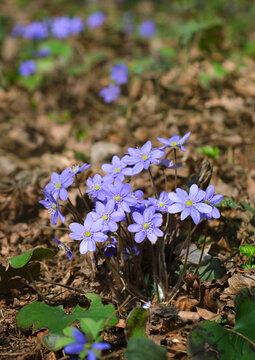 Close-up of delicate blue-purple flowers of the noble liverwort (Hepatica nobilis) in its natural forest habitat in early spring, against a background of brown fallen foliage and sparse greenery