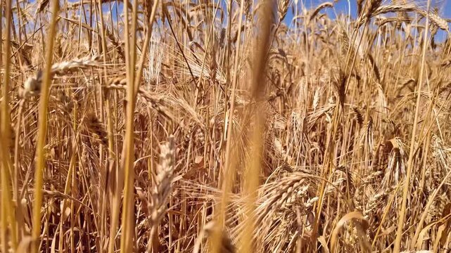 Wheat field in summertime ready for harvesting.