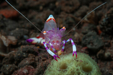 yellow-spotted anemone shrimp