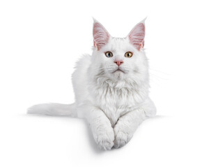 Obraz premium Young solid white maine coon cat laying down facing front. Looking towards camera with odd eyes. Isolated on a white background.