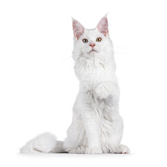 Obraz premium Young solid white maine coon cat sitting up facing front. Looking towards camera with odd eyes. Isolated on a white background.