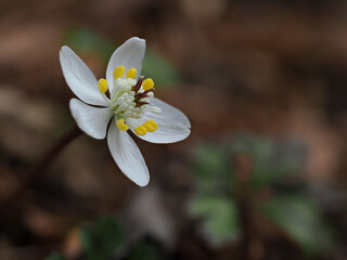 早春の森に咲くバイカオウレン