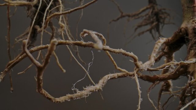 Macro shot of a tree or plant root system with a red beam of light shining through them, showcasing intricate textures and organic patterns in nature.