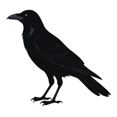 Fototapeta premium Black crow standing on white background with blue circle