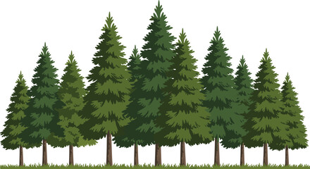 Evergreen pine fir tree forest illustration, coniferous woodland landscape, dense green foliage nature design, environmental forestry artwork, outdoor scenic vegetation graphic © MstSabina