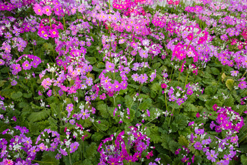 Fototapeta premium The blooming primrose plant