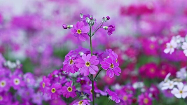 The blooming primrose plant