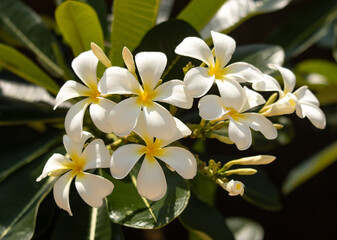 A bunch of white flowers with yellow centers