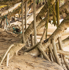 A tree with many branches and roots on the ground