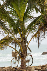 A bicycle is leaning against a palm tree