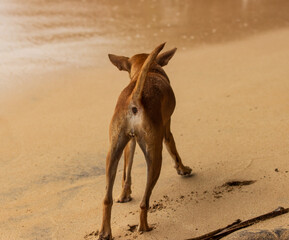 A dog is walking on the beach
