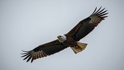 Fototapeta premium Eagle in Flight Over a Natural Landscape During a Cloudy Day