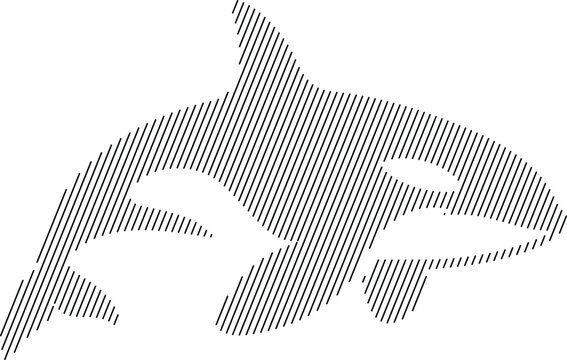 Orca whale line art with parallel lines, Killer whale minimalist line art