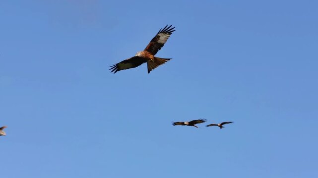 Red Kite (Milvus milvus)