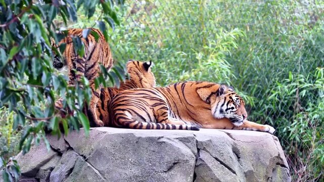 Sumatran tiger (Panthera tigris sumatrae )