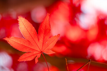 燃えるような真っ赤な紅葉のズームアップ