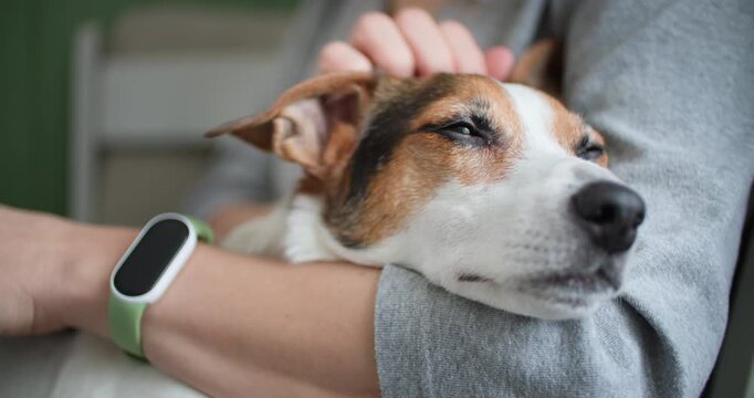Close-up of a small dog calmly resting in a person s arms at home. Warm lifestyle scene showing trust, comfort, and human pet connection.