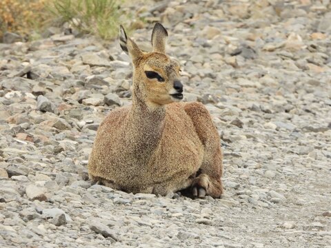 Female klipspringer in the road