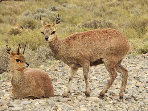 Klipspringers
