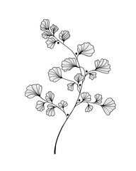 Hand drawn Ginkgo biloba leave. outline ginkgo leaf. Floral exotic leave illustration for your design.