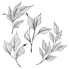 A large set of beautiful detailed sketches of plants. The idea of ​​a twig tattoo with leaves