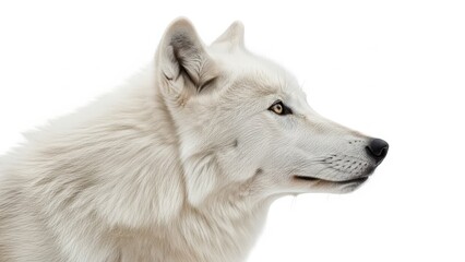Obraz premium A powerful arctic wolf is captured in a bright white, high-key studio close-up, standing in profile and isolated against a stark white background.