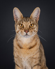 Obraz premium Head shot of well typed elegant golden brown Savannah cat, sitting up facing front. Looking attentive towards camera. Isolated on white background.