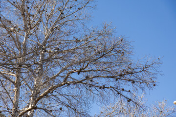 American sycamore tree, Platanus occidentalis in winter, identifiable by its mottled peeling bark and hanging round seed pods, creating a distinctive natural pattern on the trunk and branches