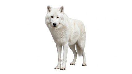 Obraz premium A majestic and pure white arctic wolf stands alertly in a full body portrait with piercing eyes, professionally isolated on a clean white background.