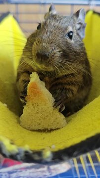 Close-up of a cute domestic degu sitting in a yellow hammock and eating a piece of bread.